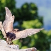 Burg Hohen Neuffen 18.05.2014