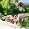 Burg Hohen Neuffen 18.05.2014
