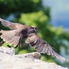 Burg Hohen Neuffen 18.05.2014