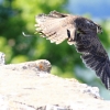 Burg Hohen Neuffen 18.05.2014