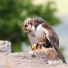 Burg Hohen Neuffen 18.05.2014