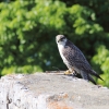 Burg Hohen Neuffen 18.05.2014