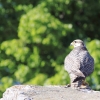 Burg Hohen Neuffen 18.05.2014