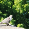 Burg Hohen Neuffen 18.05.2014