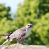 Burg Hohen Neuffen 18.05.2014