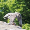 Burg Hohen Neuffen 18.05.2014