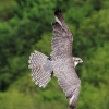 Burg Hohen Neuffen 18.05.2014