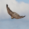 Burg Hohen Neuffen 18.05.2014
