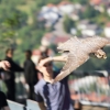 Burg Hohen Neuffen 18.05.2014
