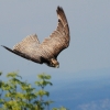 Burg Hohen Neuffen 18.05.2014
