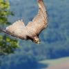 Burg Hohen Neuffen 18.05.2014