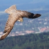Burg Hohen Neuffen 18.05.2014
