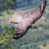 Burg Hohen Neuffen 18.05.2014