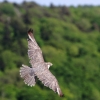 Burg Hohen Neuffen 18.05.2014