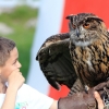 Burg Hohen Neuffen 18.05.2014