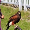 Burg Hohen Neuffen 18.05.2014