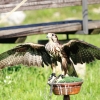 Burg Hohen Neuffen 18.05.2014