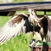 Burg Hohen Neuffen 18.05.2014