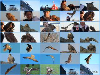 Burg Hohen Neuffen 26.10.2014