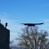 Burg Hohen Neuffen 26.10.2014