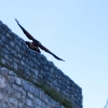 Burg Hohen Neuffen 26.10.2014