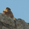 Burg Hohen Neuffen 26.10.2014