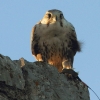 Burg Hohen Neuffen 26.10.2014