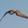 Burg Hohen Neuffen 26.10.2014