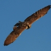 Burg Hohen Neuffen 26.10.2014