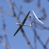 Burg Teck 30.03.2014
