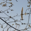 Burg Teck 30.03.2014