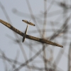 Burg Teck 30.03.2014