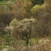 Burg Teck 30.03.2014