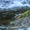 1dfh-09032014-052