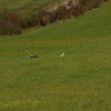 Der kleine Uhu Wettbewerb 25.10.2009 Grabenstetten