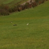 Der kleine Uhu Wettbewerb 25.10.2009 Grabenstetten
