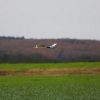 Der kleine Uhu Wettbewerb 25.10.2009 Grabenstetten