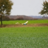 Der kleine Uhu Wettbewerb 25.10.2009 Grabenstetten