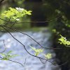 Deutscher Mühlentag in Pfullingen 25.05.2015