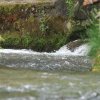 Deutscher Mühlentag in Pfullingen 25.05.2015
