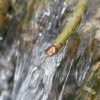 Deutscher Mühlentag in Pfullingen 25.05.2015