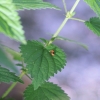 Deutscher Mühlentag in Pfullingen 25.05.2015