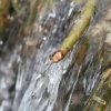 Deutscher Mühlentag in Pfullingen 25.05.2015