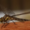 1dfh-libelle0003-1