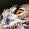 augeimg_5498-1
