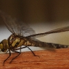 1dfh-libelle0003-1