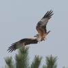1dfh_022_299