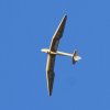 Donzdorfer Flugtage 27.08.2016