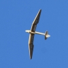Donzdorfer Flugtage 27.08.2016