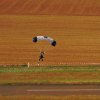 Donzdorfer Flugtage 28.08.2016